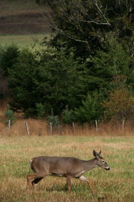 Great Smoky Mt, Oct 2008