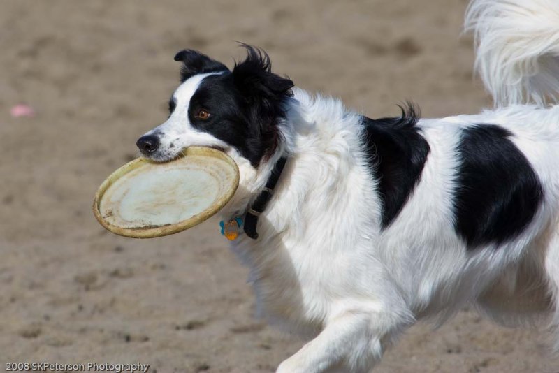 20080224_Dogs_at_Hondo-101_.jpg