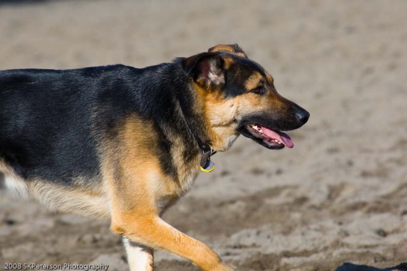 20080224_Dogs_at_Hondo-27_.jpg