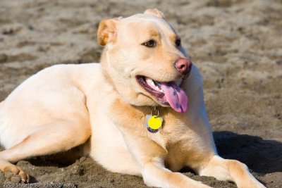 Hondo Dog Park