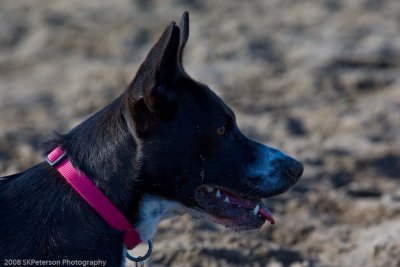 20080224_Dogs_at_Hondo-12_.jpg