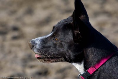 20080224_Dogs_at_Hondo-14_.jpg