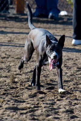 20080224_Dogs_at_Hondo-17_.jpg