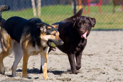 20080224_Dogs_at_Hondo-32_.jpg