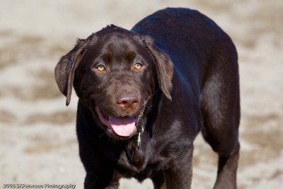 20080224_Dogs_at_Hondo-45_.jpg