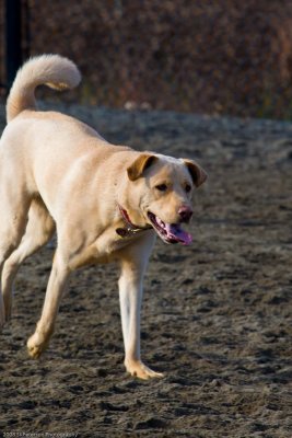 20080224_Dogs_at_Hondo-6_.jpg