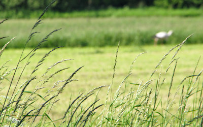 Oskarp stork i skarp milj