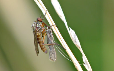 Dansfluga, Empis_tesselata