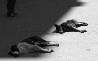 Vilande hundar, Sicilien
