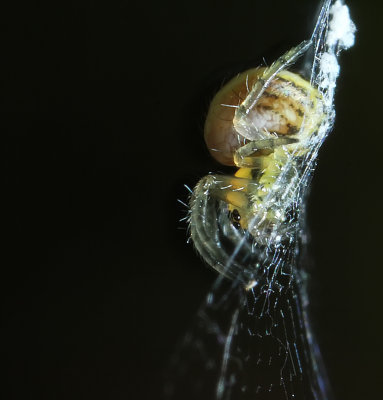 Mycket liten spindel, ungefär 2 mm stor, supermakro