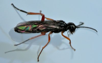 Växtstekel