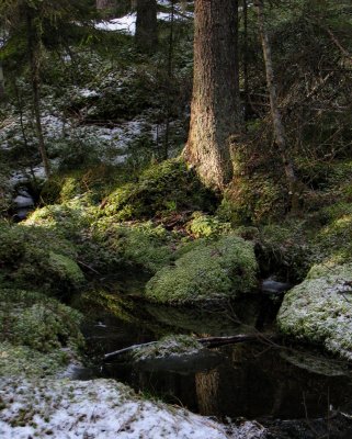 Vrvinter i skogen