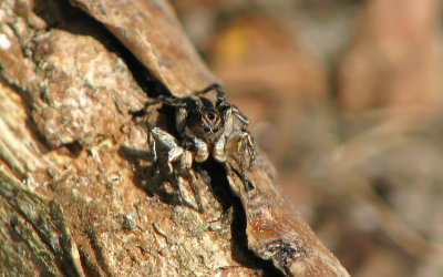 Hoppspindel, Aelurillus v-insignitus, hane