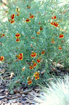 Brad's Garden, Mexican Hat Coneflower