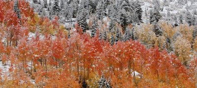 Snowbird, October 2008