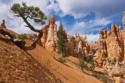 Bryce Canyon and weathered pine tree