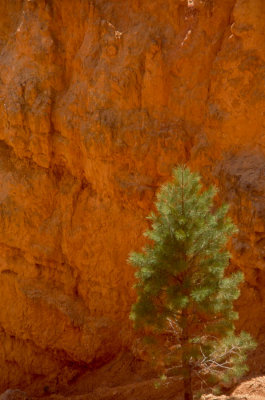 Bryce Canyon wall and pine tree