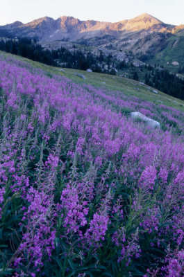 Albion Basin Wildflowers