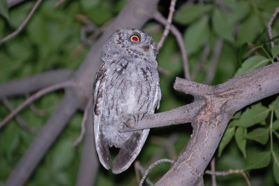 Western Screech Owl, sitting in the tree right above our driveway at abou 9:30pm