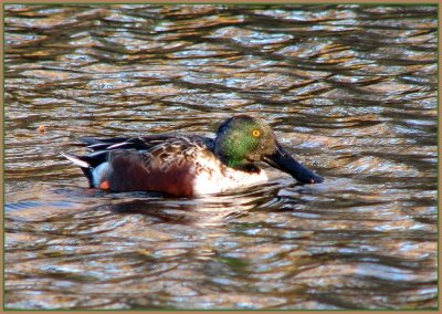 northern shoveler.jpg