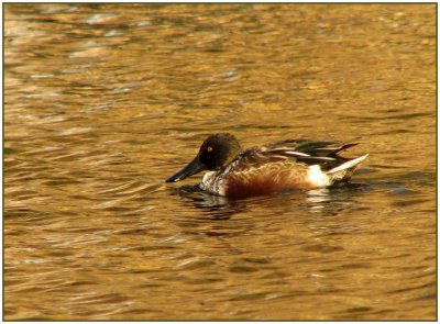 northern shoveler 2.jpg