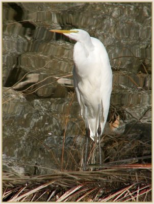 great egret refelction turned upside down.jpg