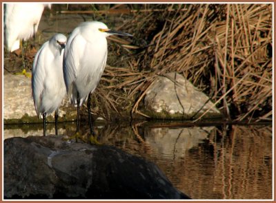 rancho_simi_pond_-_0109