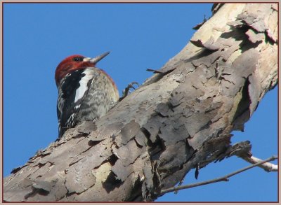red breasted sapsucker 3.jpg