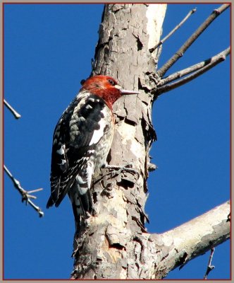 red-breasted_sapsucker_-_0109