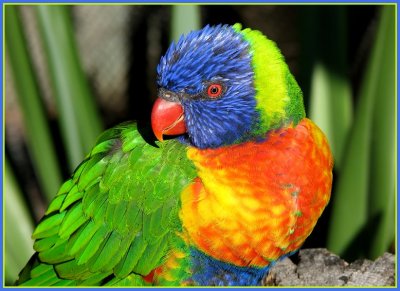 birds_at_the_long_beach_aquarium__0209