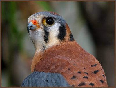 birds_at_the_long_beach_aquarium__0209
