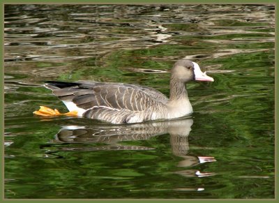 greater white fronted goose.jpg