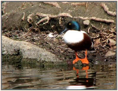 northern shoveler 3.jpg