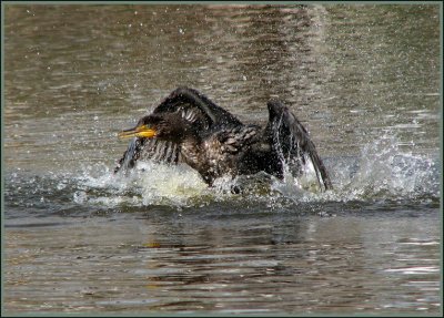 double_crested_cormorant_-_21109