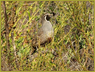 ca quail male.jpg