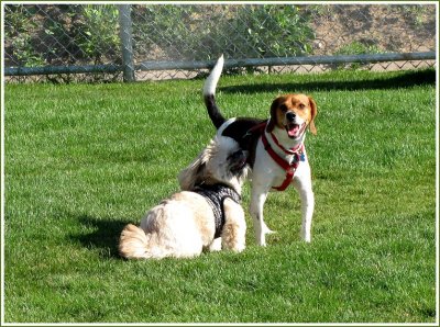 gatsby and beagle3.jpg