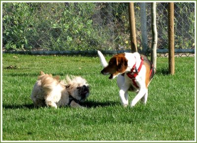 gatsby and beagle5.jpg