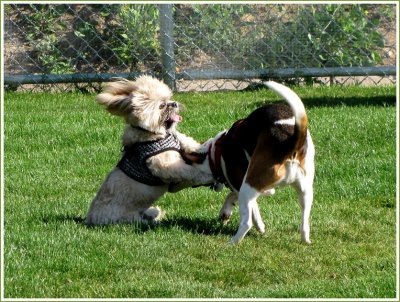 gatsby and beagle 2.jpg