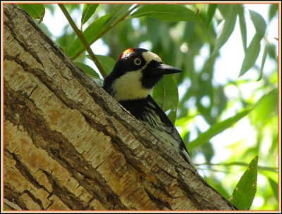 acorn_woodpecker_at_nest_hole_-_0809