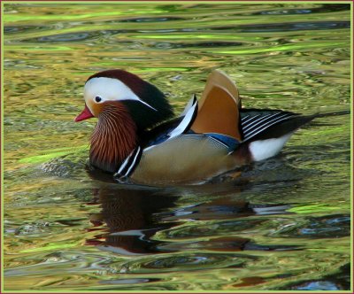 mandarin duck 5.jpg