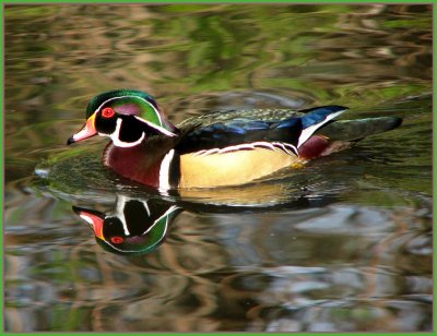 wood duck.jpg