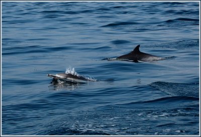 common dolphins.jpg