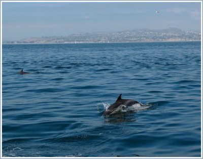 common dolphins 2.jpg