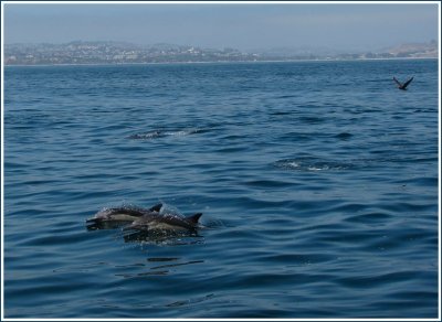 common dolphins 3.jpg