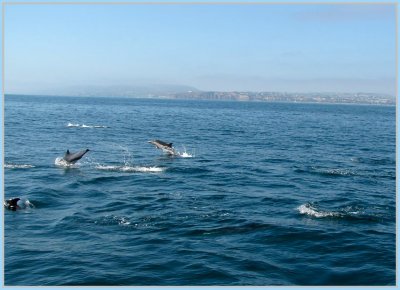 common dolphins 4.jpg