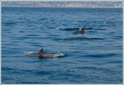 common dolphins 6.jpg