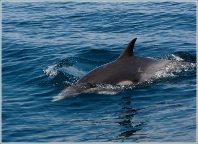 common dolphins 7.jpg