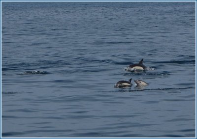 common dolphins 8.jpg