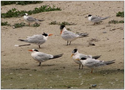 malibu_shorebirds__gray_day__0910