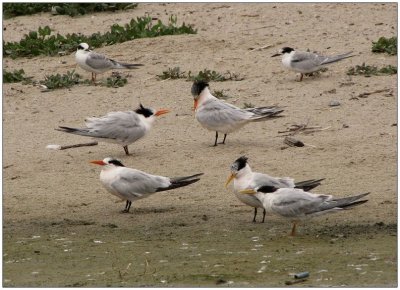 elegant and forsters terns.jpg